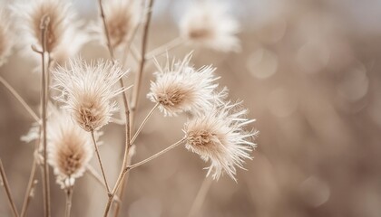 dried beige fluffy fragile flowers with branche on natural blur background macro