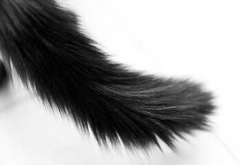 Black long hair cat tail isolated on white background. pet ownership, pet friendship concept. Pets friendly and care concept.
