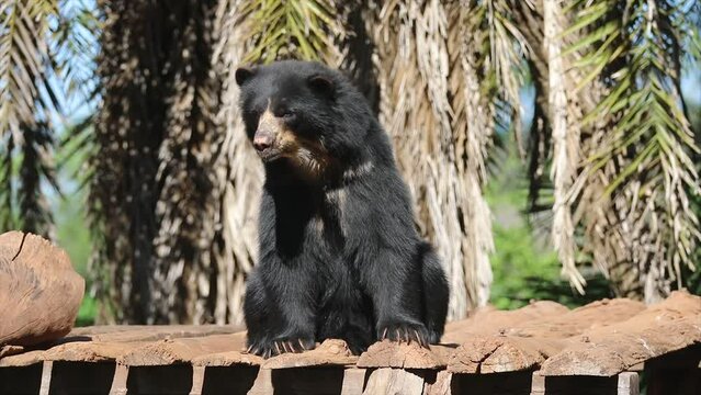 Spectacled bear native to South America in close-up and selective focus. (Tremarctos ornatus) on 4k video