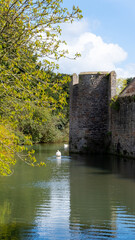 Swans swimming on the moat at The Bishop's Palace in Wells, Somerset, England UK
