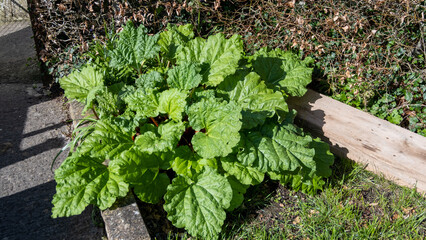 Healthy rhubarb plant with large green leaves growing in vegetable garden allotment in England UK  