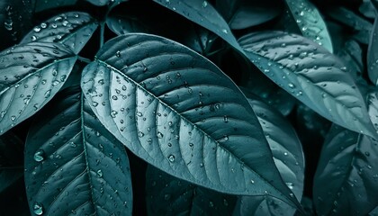 rain drops on dark foliage green leaf after rain in rainy season for cover page background