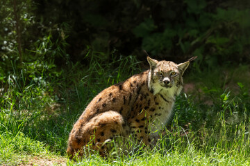 Eurasian Lynx (Lynx lynx) sitting among the green grass in the woods.