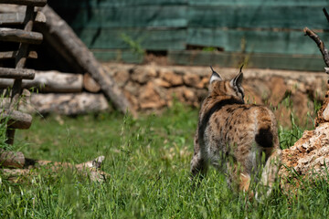 Rear view of the Eurasian Lynx (Lynx lynx)