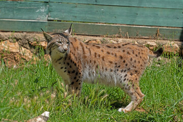 Side view of Eurasian Lynx (Lynx lynx)