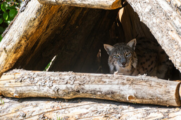 Eurasian Lynx (Lynx lynx) in a nest made of wooden logs.