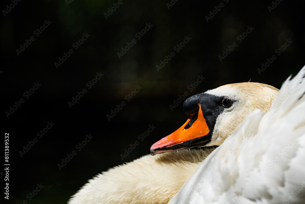 Wall mural Swan swimming in the pond close-up. (Cygnus olor)