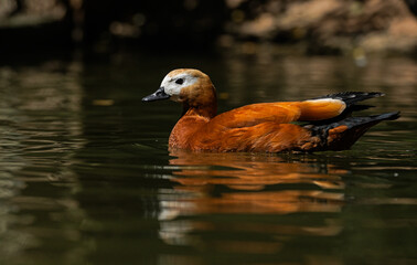 Close-up of Ruddy Shelduck (Tadorna ferruginea) swimming in the pond.