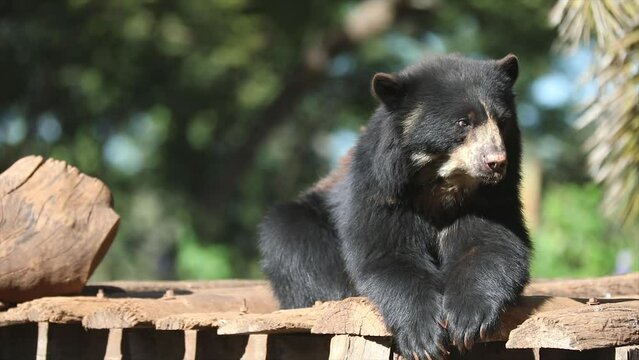 Spectacled bear native to South America in close-up and selective focus. (Tremarctos ornatus) on 4k video