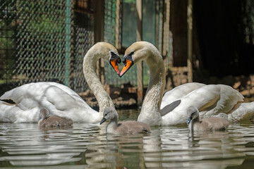 Swan and cygnets swimming in the pond. (Cygnus olor)
