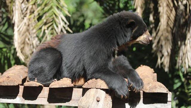 Spectacled bear native to South America in close-up and selective focus. (Tremarctos ornatus) on 4k video