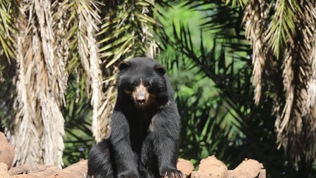 Spectacled bear native to South America in close-up and selective focus. (Tremarctos ornatus) on 4k video
