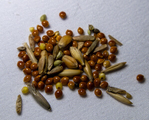 Seeds of oats, wheat, barley, rye and millet. Grass for cats.