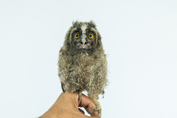 He's holding a baby Long-eared Owl (Asio otus).
