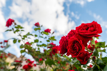 Red roses in the park, blue sky and clouds in the background.