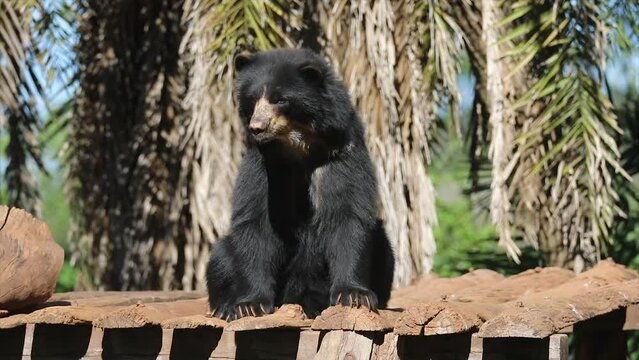 Spectacled bear native to South America in close-up and selective focus. (Tremarctos ornatus) on 4k video