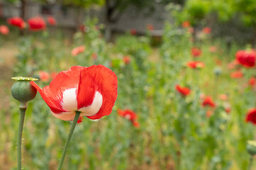 Red and white poppy flower and blurred background.