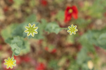 Poppy cones and blurred background.