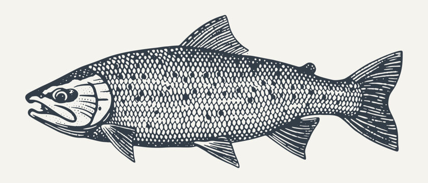 Salmon. Vintage Woodcut engraving style vector illustration. 