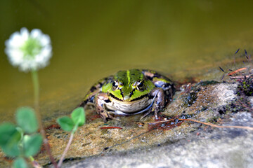 Lake or Pool Frog (Pelophylax lessonae), Marsh frog (Pelophylax ridibundus), edible frog (Pelophylax esculentus) on the edge of the pond. Cute green frog resting on the shore of the pond