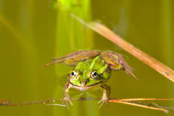 Lake or Pool Frog (Pelophylax lessonae), Marsh frog (Pelophylax ridibundus), edible frog (Pelophylax esculentus) swimming in the pond. 