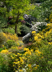 Variety of shrubs and trees, including colourful rhododendrons, growing next to the lake in spring at Leonardslee Gardens, Horsham, West Sussex in the south of England.