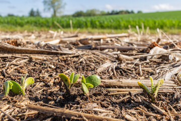 Soybeans emerging in a corn stubble field in the VE growth stage with winter wheat, a tree and blue sky in the background. 