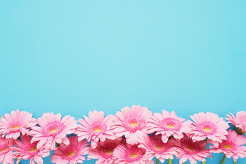Border of pink gerberas flowers on a blue background. Copy space
