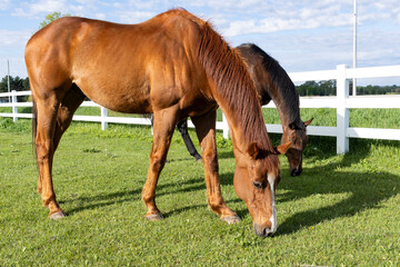 Two mature Thoroughbred geldings grazing in a field of grass next to a white board fence on a sunny...