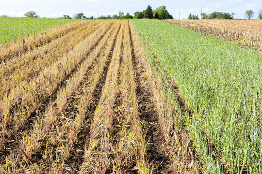Rows of no-till drilled grain in a winter rye test plot with the center plot killed by herbicide. 