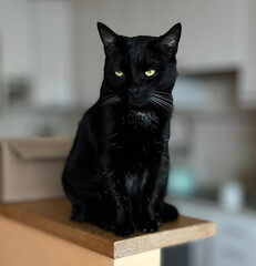 black and white cat on the table