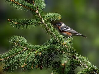Bay-breasted Warbler on spruce tree in Spring