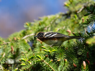 Bay-breasted Warbler on spruce tree in Spring