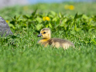 Canada Goose gosling sitting on the grass