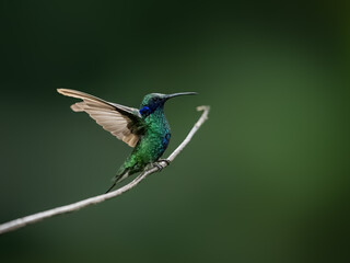Obraz premium Sparkling Violetear Hummingbird with open wings on a stick against green background