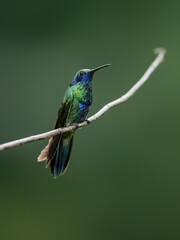 Sparkling Violetear Hummingbird on a stick against  green background