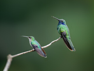 Fototapeta premium Two Fork-tailed Woodnymph hummingbirds on tree branch against green background
