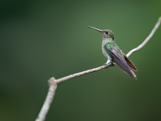 Many-spotted Hummingbird on a stick against  green background