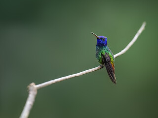 Fototapeta premium Golden-tailed Sapphire Hummingbird on a stick against green background