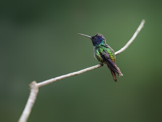Golden-tailed Sapphire Hummingbird on a stick against  green background