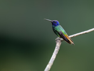 Golden-tailed Sapphire Hummingbird on a stick against  green background