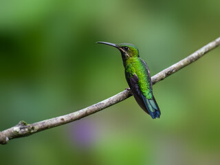 Obraz premium Black-throated Brilliant Hummingbird on a stick against green background