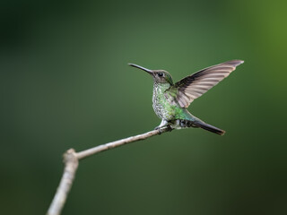 Obraz premium Many-spotted Hummingbird with open wings on a stick against green background