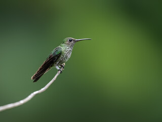 Obraz premium Many-spotted Hummingbird on a stick against green background