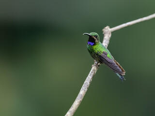 Obraz premium Black-throated Brilliant Hummingbird on a stick against green background