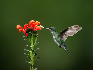 Fototapeta premium Many-spotted Hummingbird in flight collecting nectar from a red flower against green background