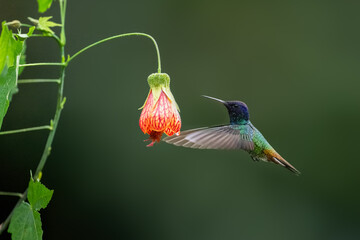 Obraz premium Golden-tailed Sapphire Hummingbird in flight collecting nectar from a red and yellow flower against green background
