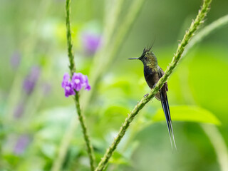 Obraz premium Wire-crested Thorntail Hummingbirds on a plant stem on green background