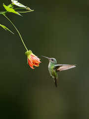 Obraz premium Female Golden-tailed Sapphire Hummingbird in flight collecting nectar from a red and yellow flower against green background