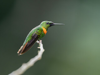 Gould's Jewelfront Hummingbird on a stick against  green background
